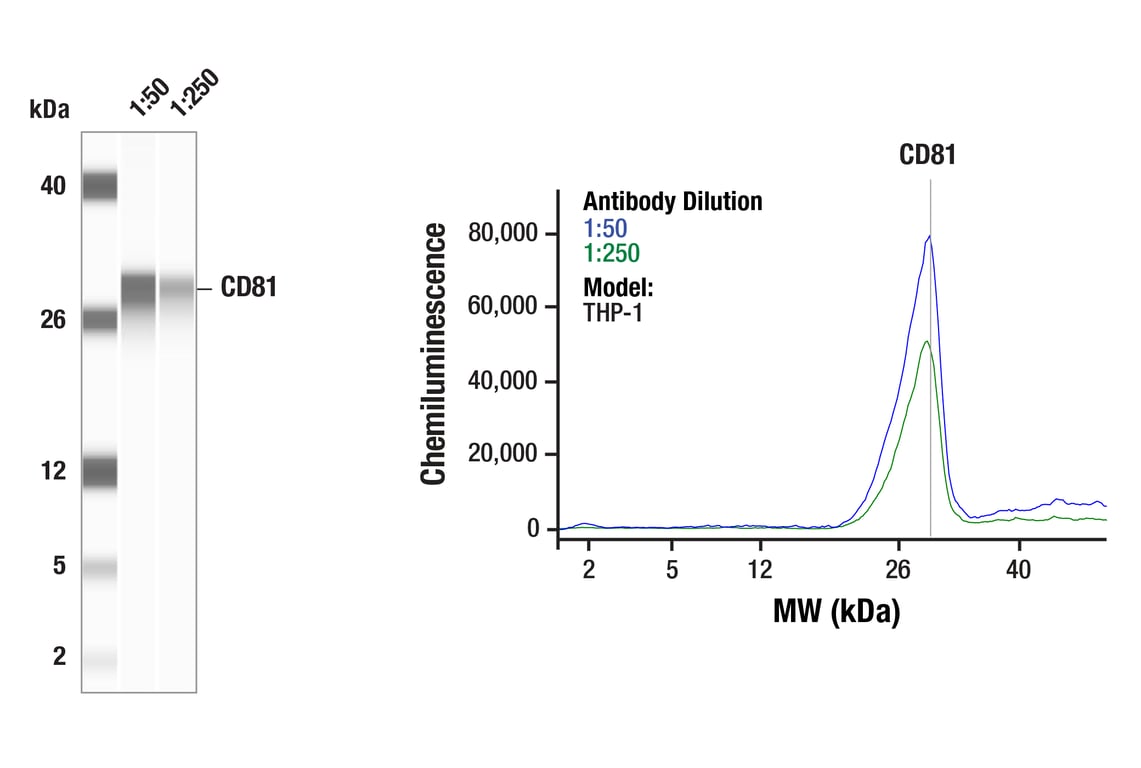 Western Blotting Image 1: CD81 (E2K9V) Rabbit Monoclonal Antibody