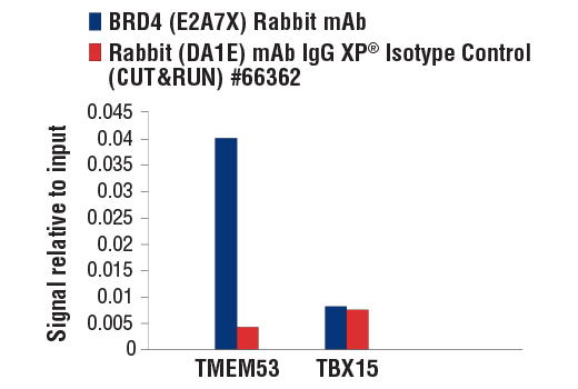 CUT & RUN Image 3: BRD4 (E2A7X) Rabbit Monoclonal Antibody