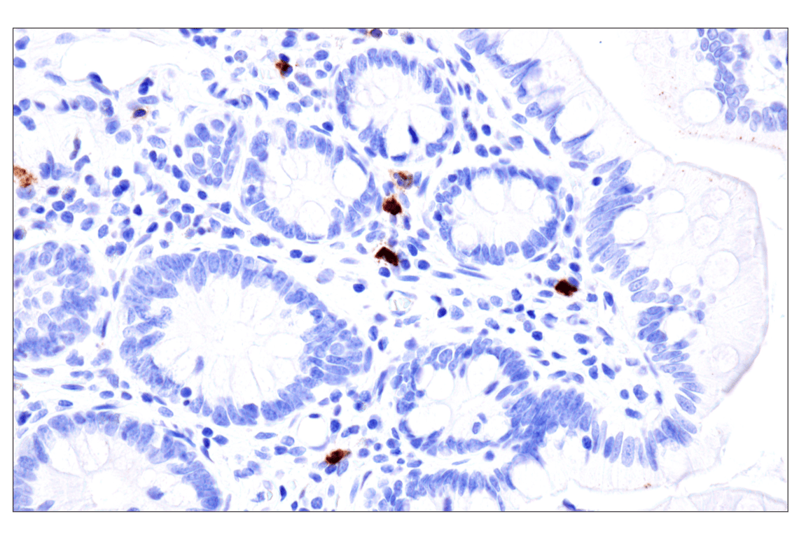Immunohistochemistry Image 12: CD177 (F9O5U) Rabbit Monoclonal Antibody