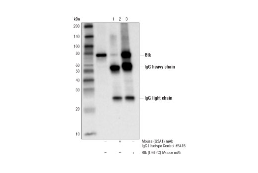 Immunoprecipitation Image 1: Btk (D6T2C) Mouse Monoclonal Antibody