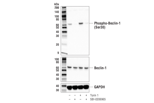 undefined Image 2: PhosphoPlus<sup>®</sup> Beclin-1 (Ser30) Antibody Duet