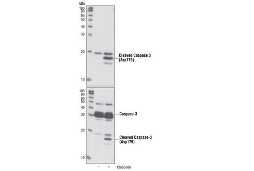 undefined Image 3: SignalSlide<sup>®</sup> Cleaved Caspase-3 (Asp175) IHC Controls