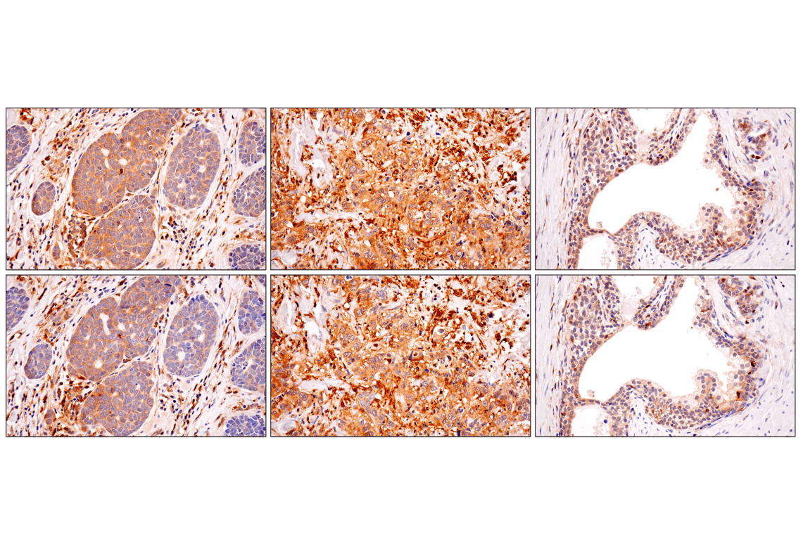 Immunohistochemistry Image 7: TRIM21 (D1O1D) Rabbit Monoclonal Antibody
