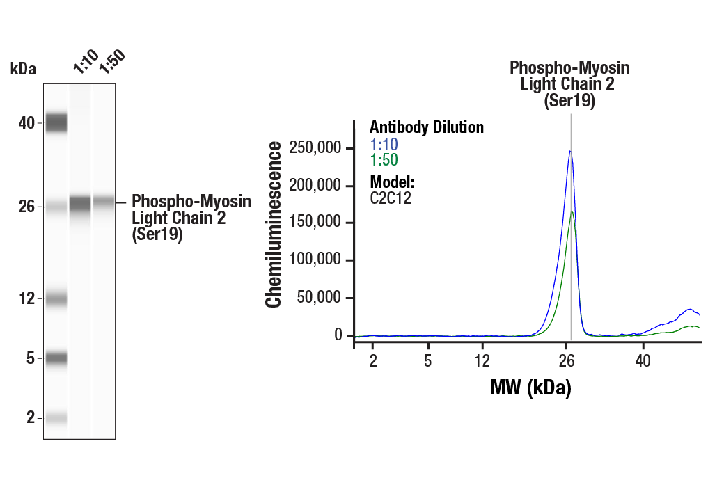 Western Blotting Image 1: Phospho-Myosin Light Chain 2 (Ser19) Mouse Monoclonal Antibody