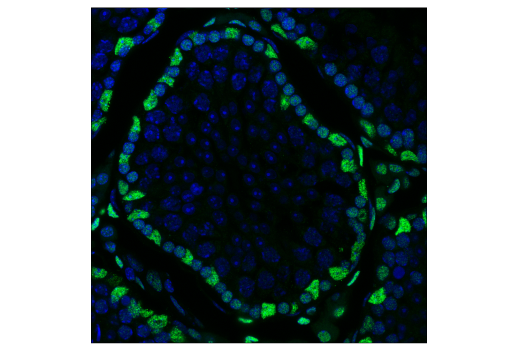 Immunofluorescence Image 1: NONO (E8Q3E) Rabbit Monoclonal Antibody