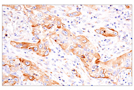 Immunohistochemistry Image 1: Transferrin Receptor/CD71 (10F11) Mouse Monoclonal Antibody