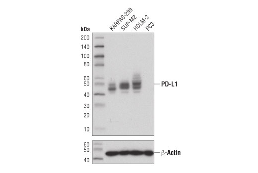 Western Blotting Image 1: PD-L1 (Extracellular Domain Specific) (E1J2J<sup>™</sup>) Rabbit mAb (BSA and Azide Free)