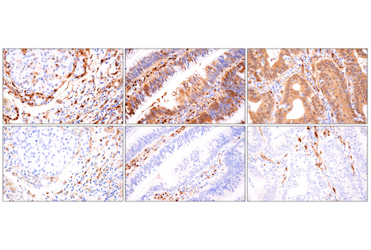 YAP (D8H1X) XP® Rabbit mAb (BSA and Azide Free) | Cell