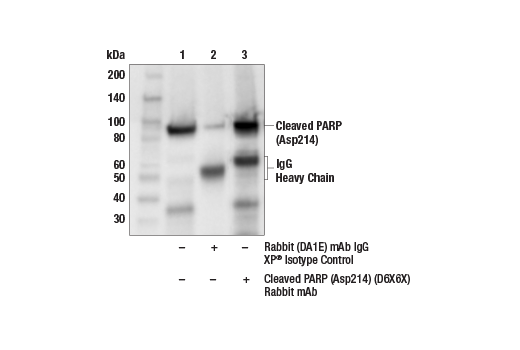 Immunoprecipitation Image 1: Cleaved PARP (Asp214) (D6X6X) Rabbit Monoclonal Antibody