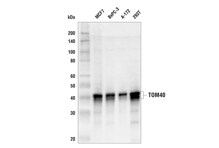 Western Blotting Image 1: TOM40 (E6Q3Z) Rabbit mAb