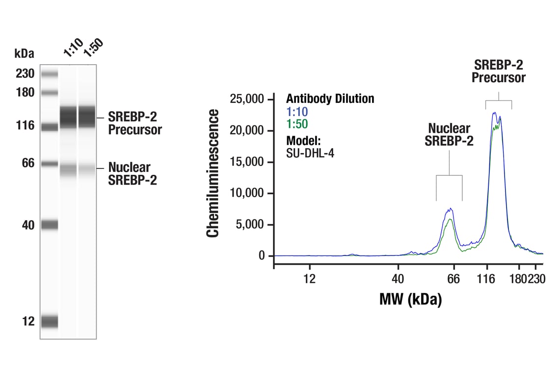 Western Blotting Image 1: SREBP-2 (F1X2D) Rabbit Monoclonal Antibody