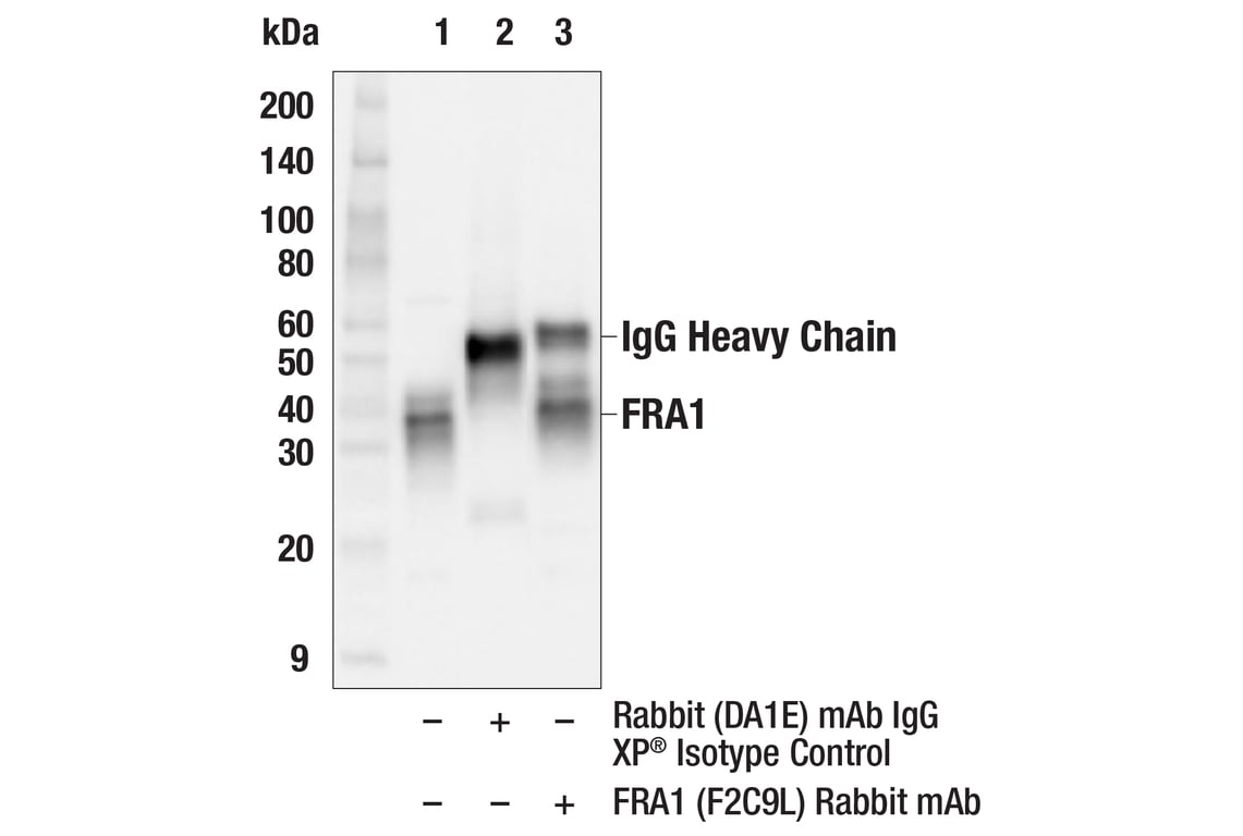 Immunoprecipitation Image 1: FRA1 (F2C9L) Rabbit Monoclonal Antibody