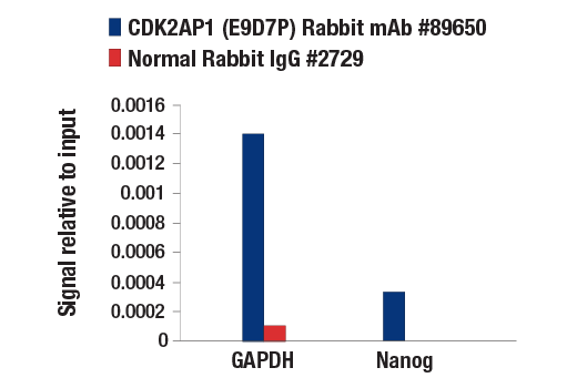 Chromatin Immunoprecipitation Image 1: CDK2AP1 (E9D7P) Rabbit Monoclonal Antibody