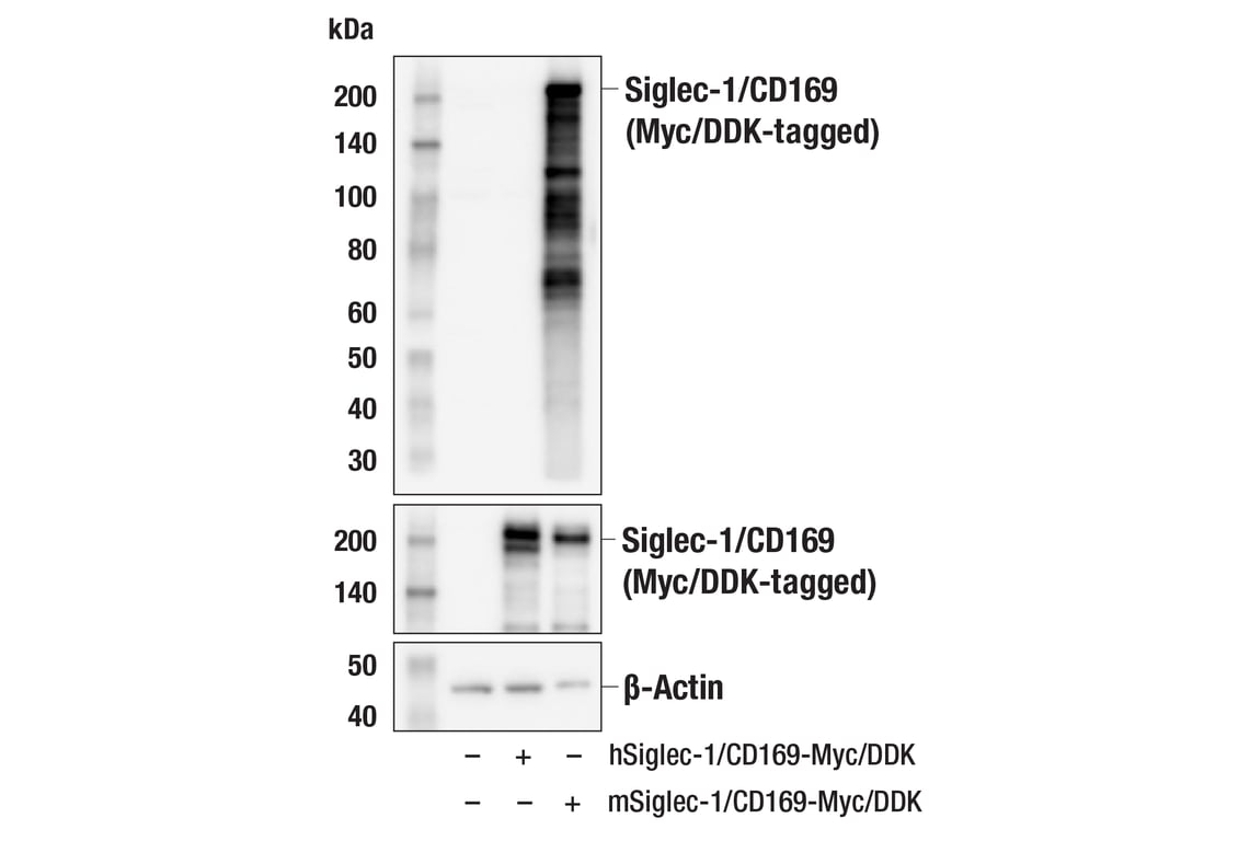 Western Blotting Image 2: Siglec-1/CD169 (E1D7G) Rabbit Monoclonal Antibody (BSA and Azide Free)