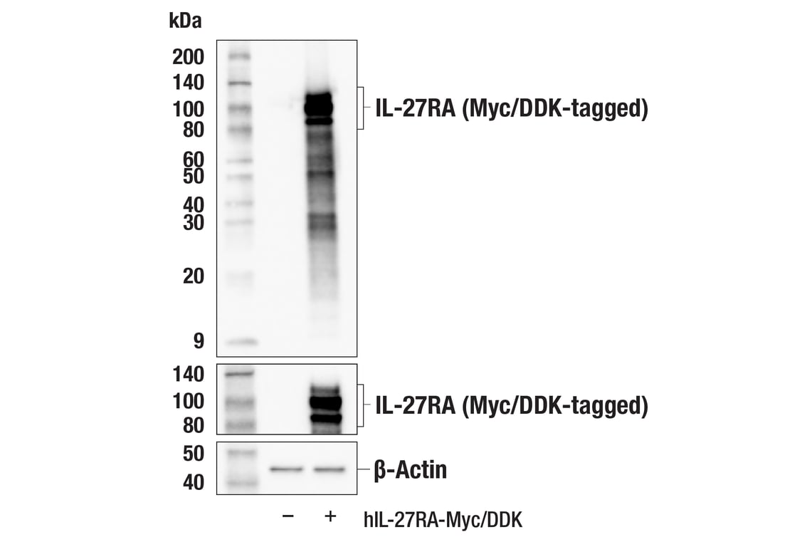 Western Blotting Image 2: IL-27RA (E3L6U) Rabbit Monoclonal Antibody