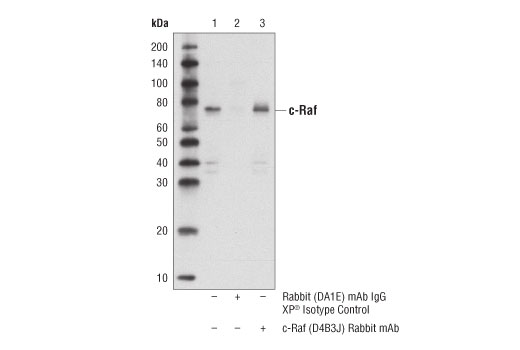 Immunoprecipitation Image 1: c-Raf (D4B3J) Rabbit Monoclonal Antibody
