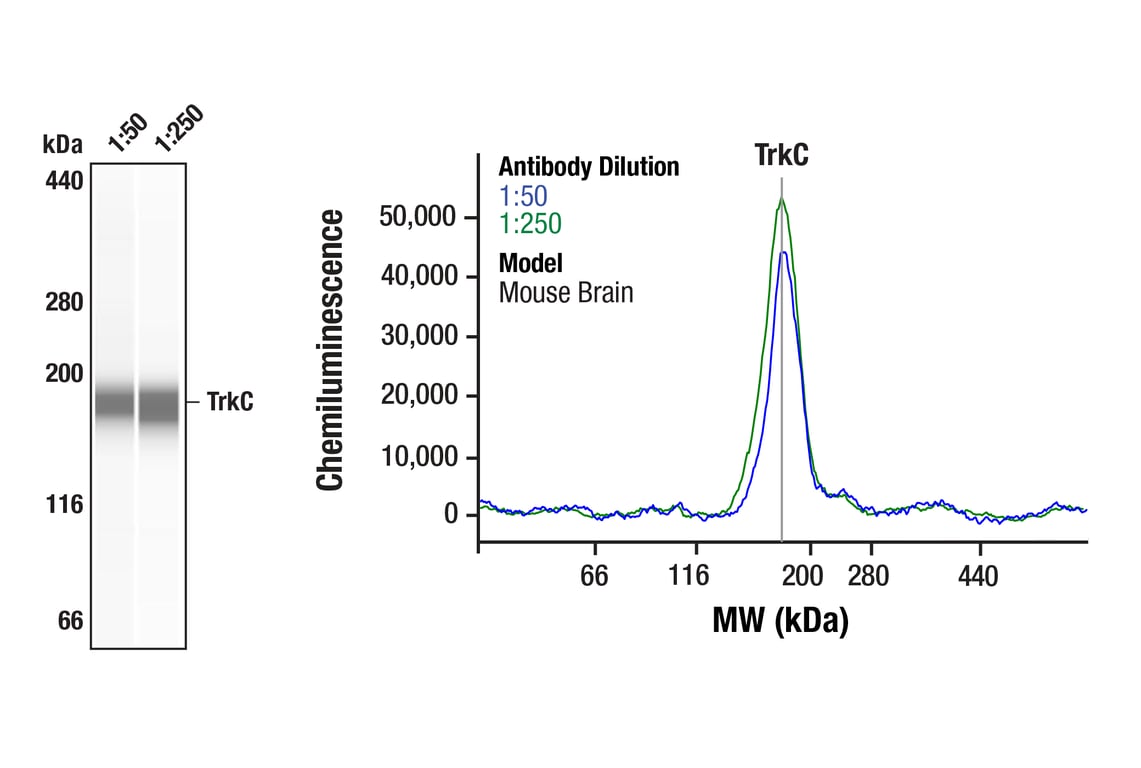Western Blotting Image 1: TrkC (C44H5) Rabbit Monoclonal Antibody
