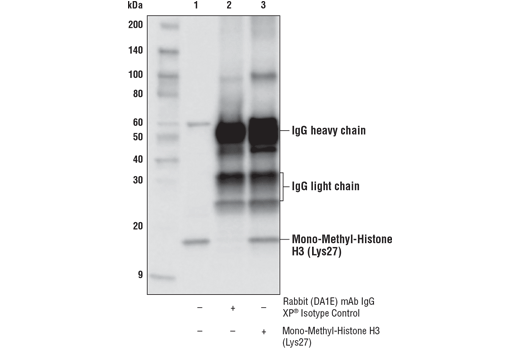Immunoprecipitation Image 1: Mono-Methyl-Histone H3 (Lys27) (D3R8N) Rabbit Monoclonal Antibody