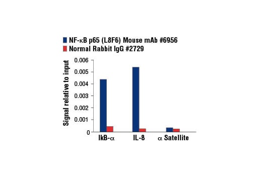 undefined Image 18: NF-kappaB p65 Antibody Sampler Kit
