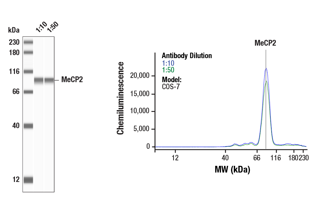 Western Blotting Image 1: MeCP2 (D4F3) Rabbit Monoclonal Antibody