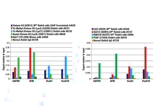 Chromatin Immunoprecipitation Image 5: SimpleChIP<sup>®</sup> Plus Enzymatic Chromatin IP Kit (Magnetic Beads)