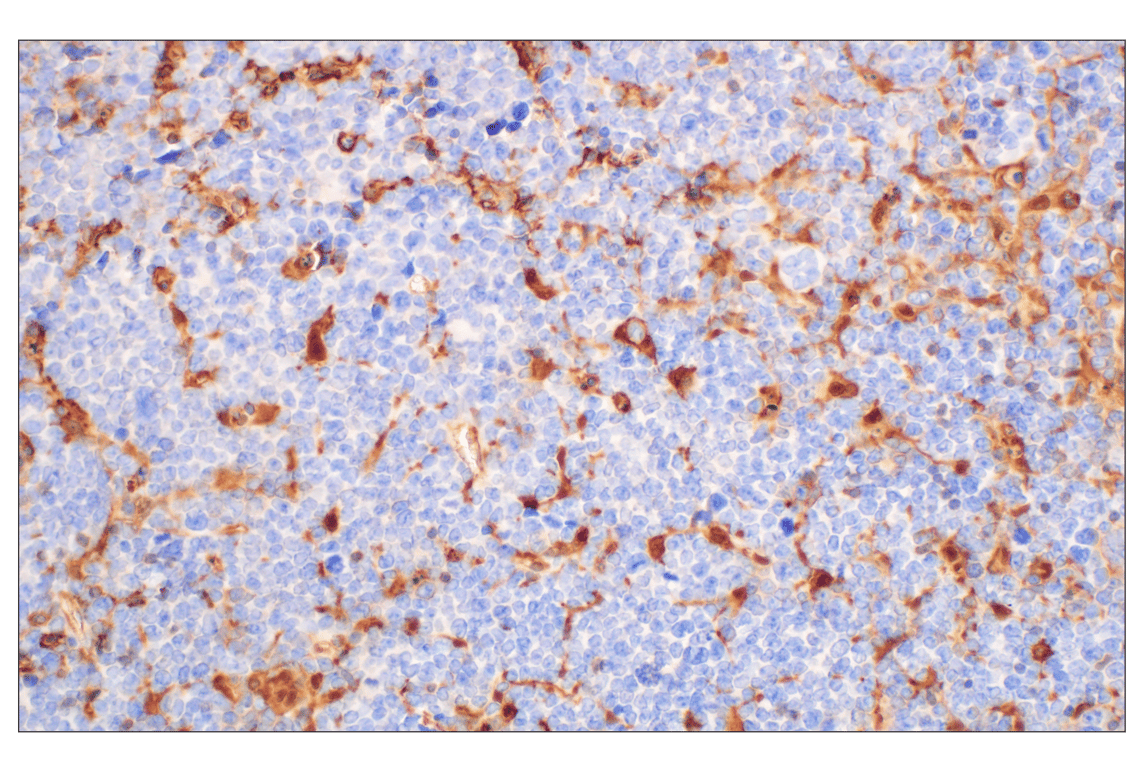 Immunohistochemistry Image 9: Annexin V (E3W8V) Rabbit Monoclonal Antibody (BSA and Azide Free)