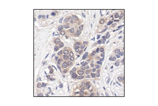 Immunohistochemistry Image 1: p44/42 MAPK (Erk1/2) (137F5) Rabbit Monoclonal Antibody (BSA and Azide Free)