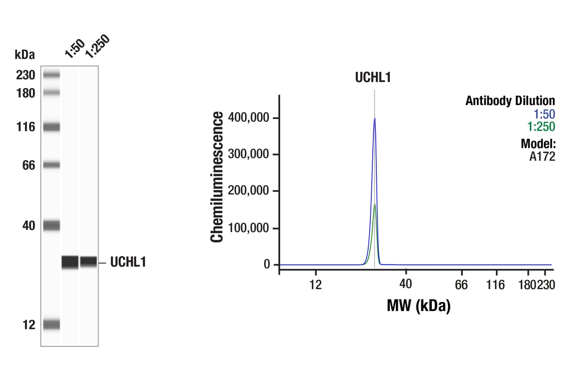 Western Blotting Image 1: UCHL1 (D3T2E) Rabbit Monoclonal Antibody