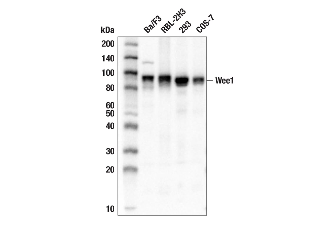 Western Blotting Image 3: Wee1 (D10D2) Rabbit Monoclonal Antibody