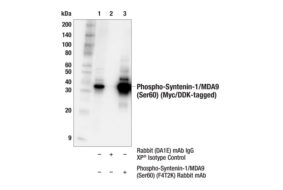 Immunoprecipitation Image 1: Phospho-Syntenin-1/MDA9 (Ser60) (F4T2K) Rabbit Monoclonal Antibody