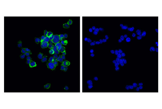 Immunofluorescence Image 1: OX40 (D1S6L) Rabbit Monoclonal Antibody