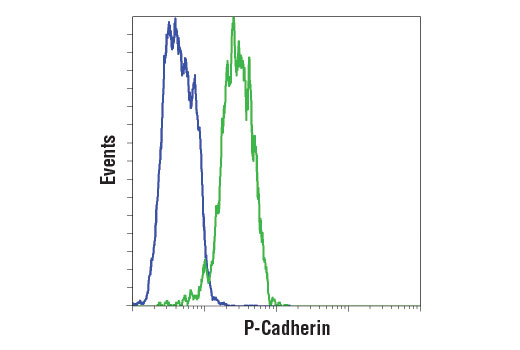 Flow Cytometry Image 1: P-Cadherin (12H6) Mouse Monoclonal Antibody (BSA and Azide Free)