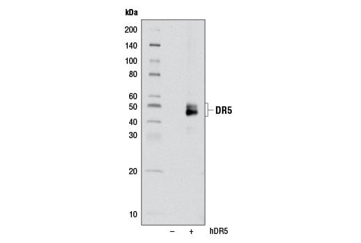 Western Blotting Image 3: DR5 (D4E9) Rabbit Monoclonal Antibody
