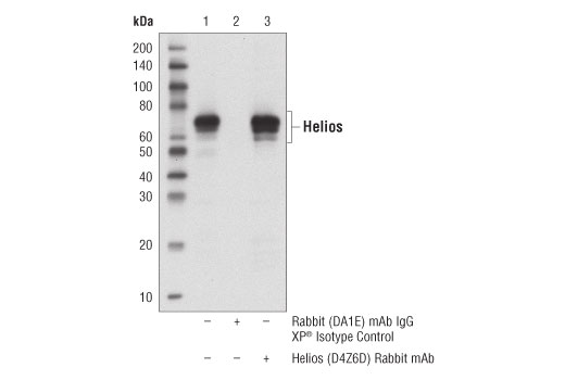 Immunoprecipitation Image 1: Helios (D4Z6D) Rabbit Monoclonal Antibody