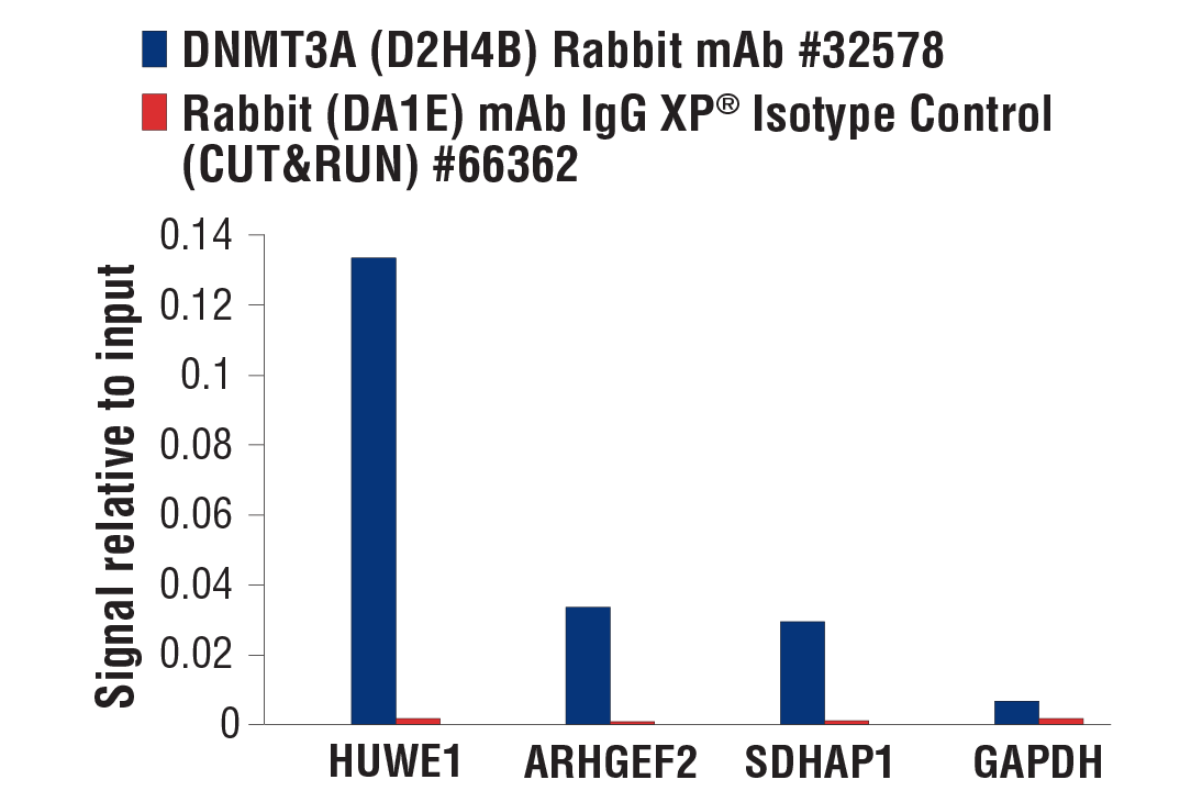 CUT & RUN Image 3: DNMT3A (D2H4B) Rabbit Monoclonal Antibody