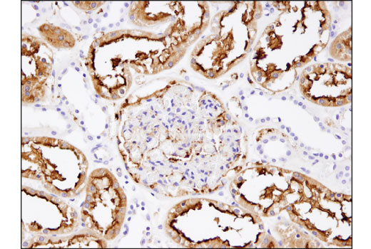Immunohistochemistry Image 1: CD13/APN (D6V1W) Rabbit Monoclonal Antibody