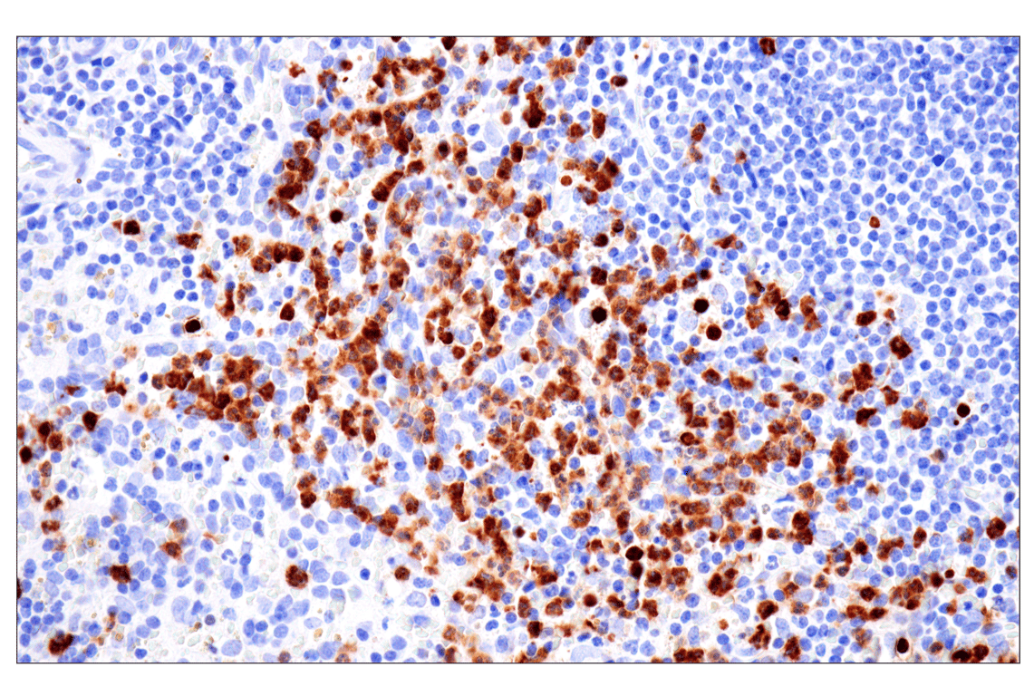 Immunohistochemistry Image 10: CD177 (F9O5U) Rabbit Monoclonal Antibody (BSA and Azide Free)