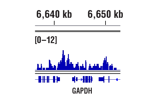CUT & RUN Image 1: Acetyl-Histone H3 (Lys27) (D5E4) Rabbit Monoclonal Antibody