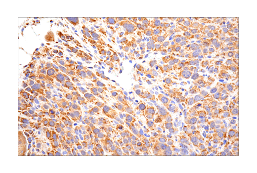 Immunohistochemistry Image 7: MAVS (E8Z7M) Rabbit Monoclonal Antibody
