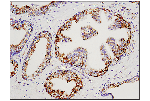 Immunohistochemistry Image 4: Malic Enzyme 2 (E1N3E) Rabbit Monoclonal Antibody