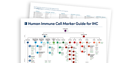 Human Immune Cell Marker Guide
