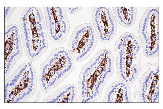 Immunohistochemistry Image 8: Iba1/AIF-1 (E4O4W) Rabbit Monoclonal Antibody (BSA and Azide Free)