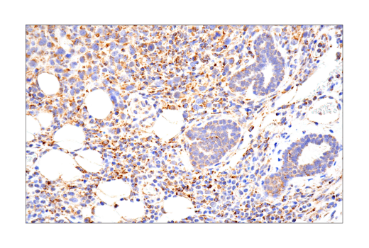 Immunohistochemistry Image 1: MAVS (E8Z7M) Rabbit Monoclonal Antibody
