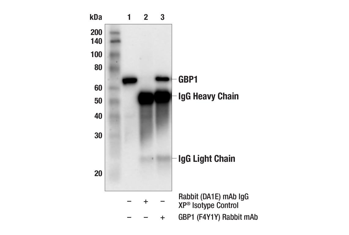 Immunoprecipitation Image 1: GBP1 (F4Y1Y) Rabbit Monoclonal Antibody