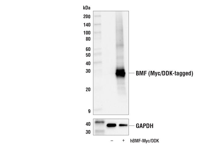 Western Blotting Image 3: BMF (E5U2J) Rabbit Monoclonal Antibody
