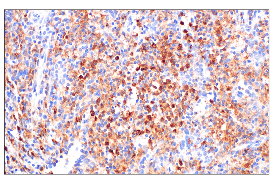 Immunohistochemistry Image 7: Catalase (D4P7B) Rabbit Monoclonal Antibody