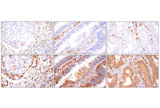 Immunohistochemistry Image 1: TAZ (E9J5A) Rabbit Monoclonal Antibody (BSA and Azide Free)