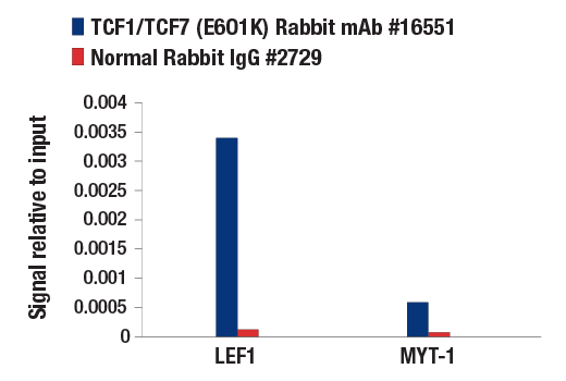 Chromatin Immunoprecipitation Image 1: TCF1/TCF7 (E6O1K) Rabbit Monoclonal Antibody