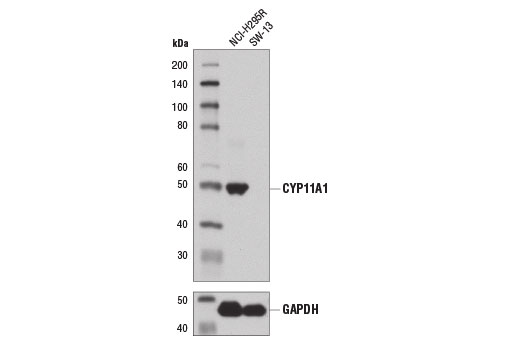 Western Blotting Image 3: CYP11A1 (D8F4F) Rabbit Monoclonal Antibody