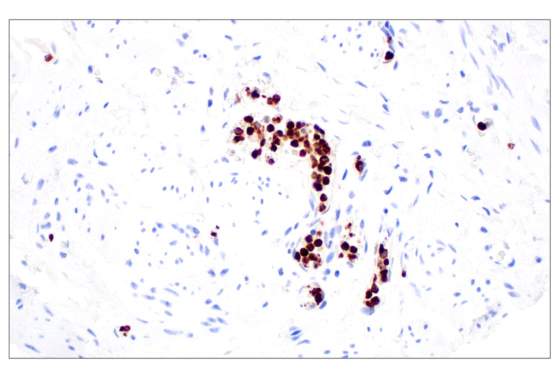 Immunohistochemistry Image 4: Lysozyme C (E9W6E) Rabbit Monoclonal Antibody (BSA and Azide Free)